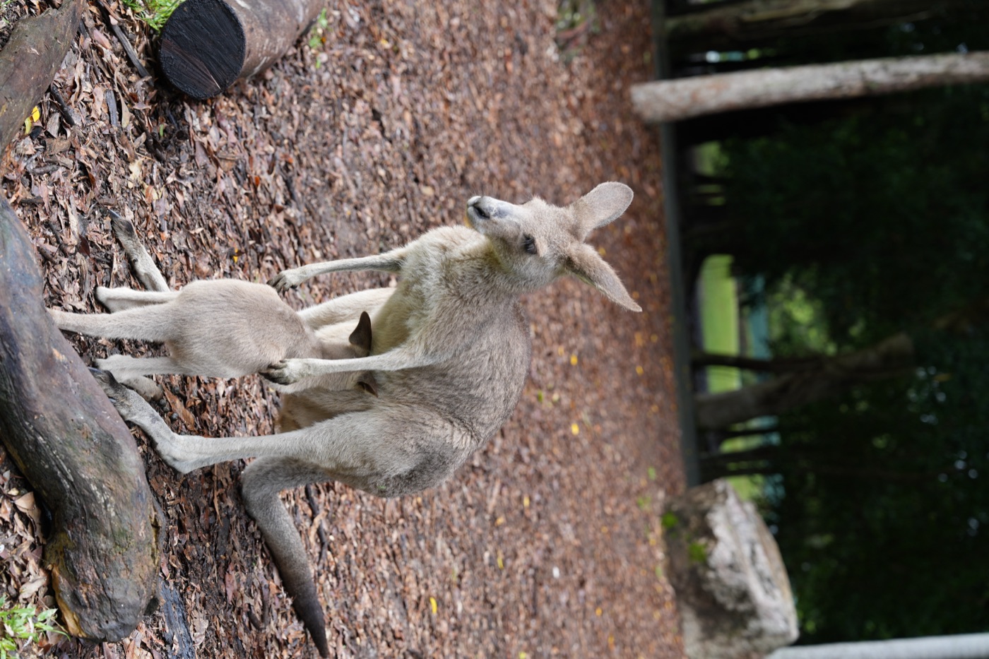 Kangaroo and joey in bushland